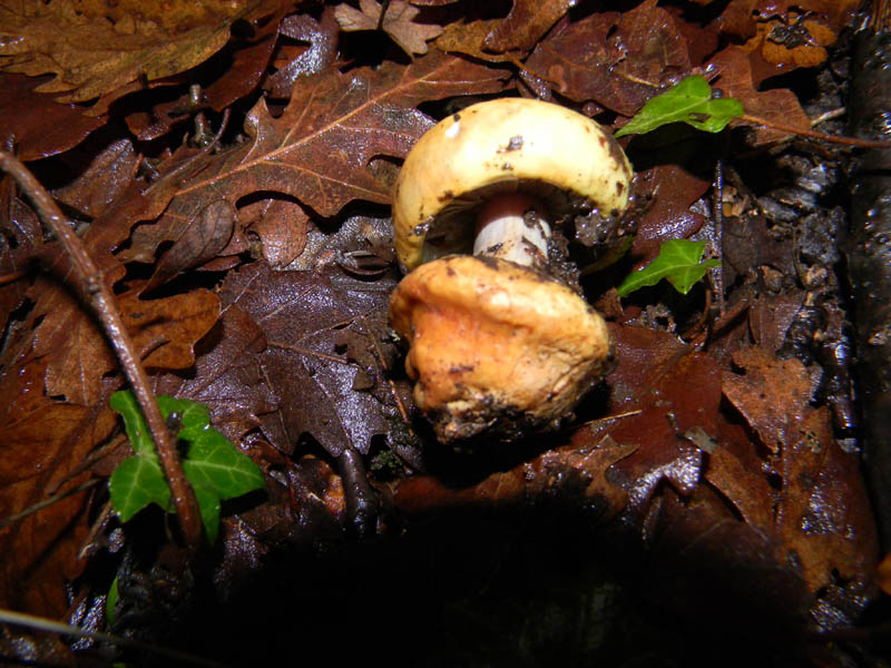 Cortinarius fotog. il 30.11.2010.